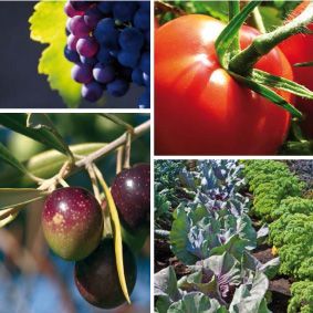 agricultura